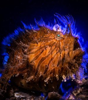 Frogfish backlit