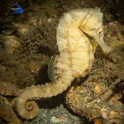 Gilman-seahorse2