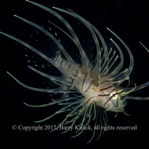 Zebra Lionfish, Pterois volitans