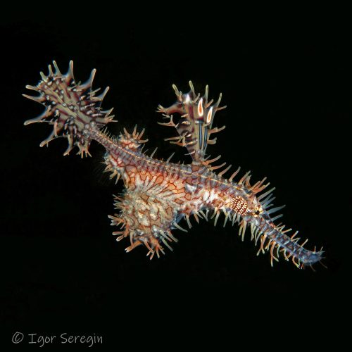 M1-OrnateGhostPipefish-MarchMastr-IgorSeregin