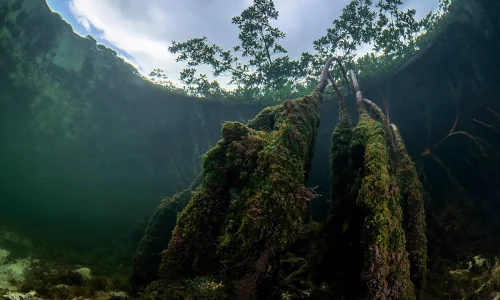 M4-RootsOfLifeInTheMangroveForest-JulyMasters-RemunaBeca