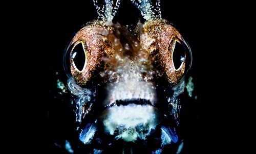 M4-WonderBlenny-AprilMasters-RemunaBeca