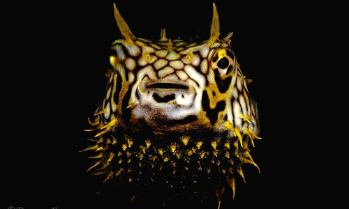 M5-SpikyBabyBurrfish-AprilMasters-RemunaBeca