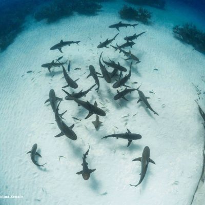 My sharks-