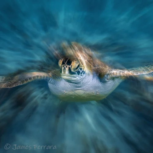 Turtle Vortex-SeptemberMasters-JamesFerrara-Square