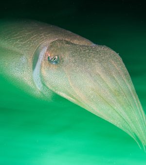 Radioactive cuttlefish