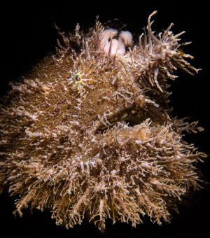 Hairy frogfish portrait