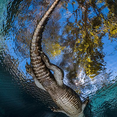 Godzilla