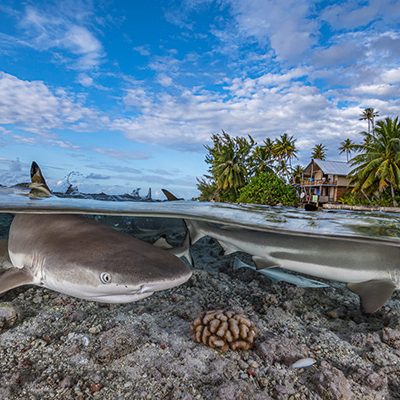 Blacktip Paradise