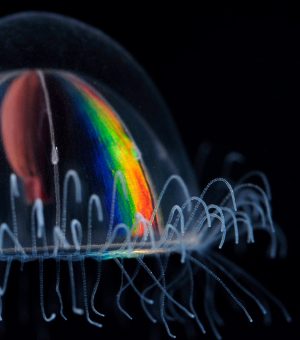 jellies