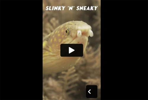 karen-doby-video3