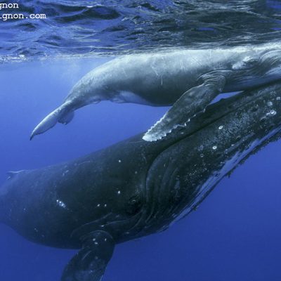 mignon8